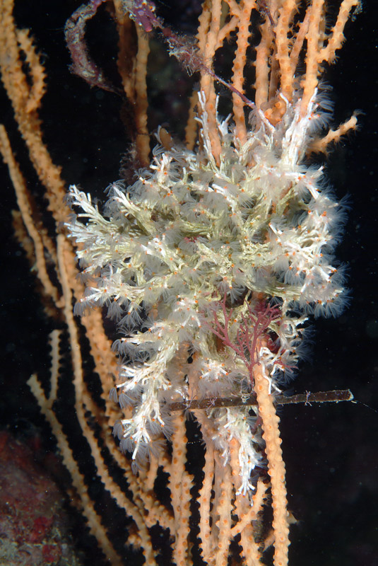 Filograna implexa